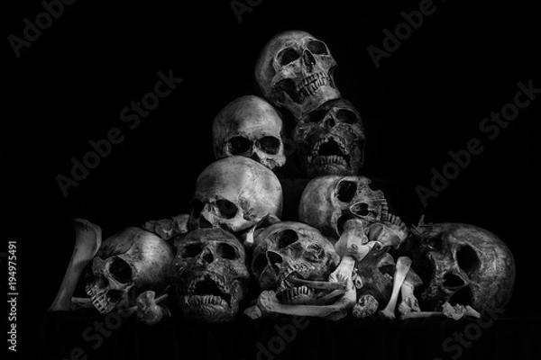 Fototapeta Pile of skulls and bone on dark background / Still life style