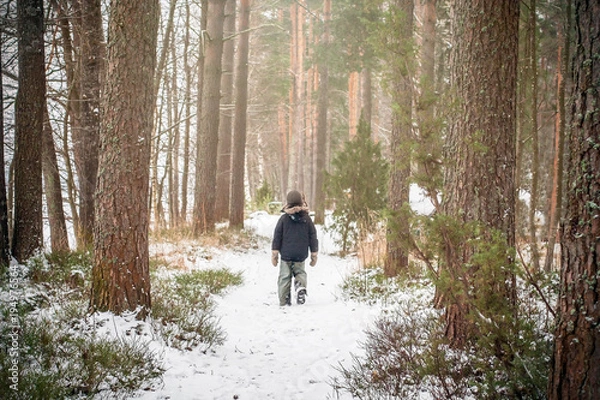 Obraz Lone boy walking in the pine tree forest