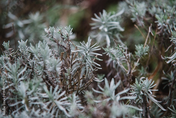 Fototapeta Close up on lavendula anfustifolia, top view