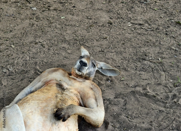 Fototapeta Wielki tak zabawny dziki rudy kangur śpi na ziemi