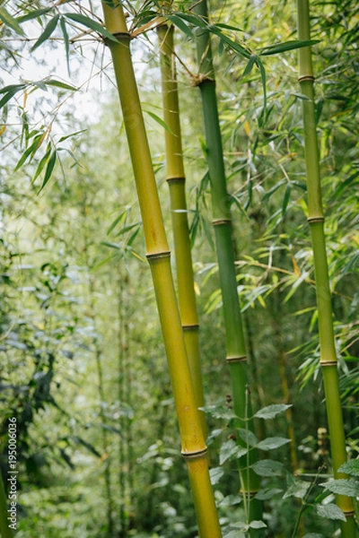 Fototapeta bamboo forest