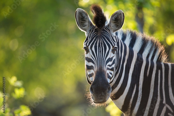 Fototapeta Poziome, przycięte, kolorowe zdjęcie zebry, Equus burchellii, stojącej twarzą do kamery w świetle tylnym w Greater Kruger Transfrontier Park w RPA.