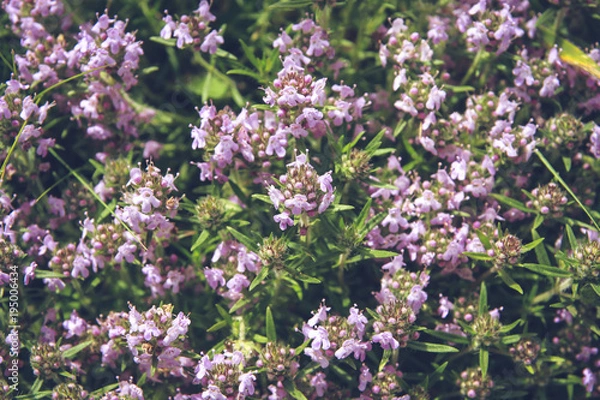 Fototapeta Thyme flowers meadow