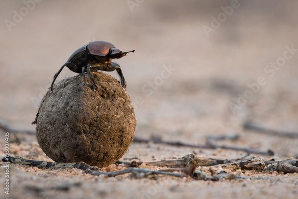 Fototapeta A horizontal, colour image of a dung beetle perched on top of its ball of dung, checking direction in the Greater Kruger Transfrontier Park, South Africa.