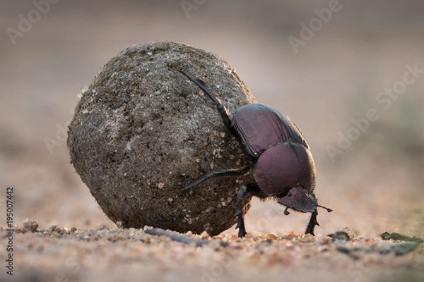 Obraz A horizontal, close up colour image of a dung beetle rolling its meticulously rolled back through sand in the Greater Kruger Transfrontier Park, South Africa.