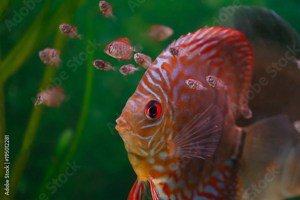 Obraz Discus with fish chicks
