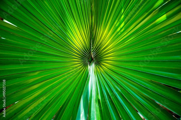 Obraz Зеленый пальмовый лист крупным планом
