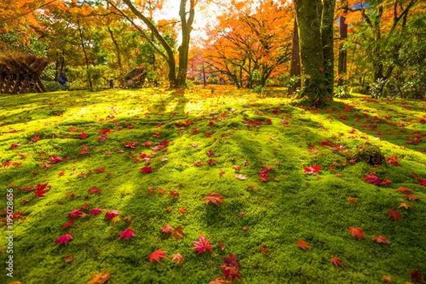 Obraz 秋　京都の紅葉