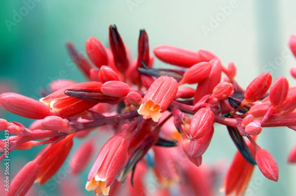 Fototapeta Flowering Red Yucca