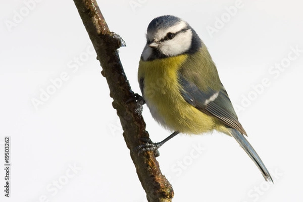 Obraz Blaumeise vor weißem Hintergrund