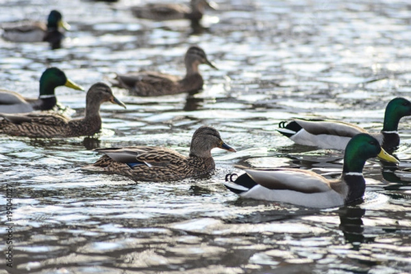 Obraz Natural background: a lot of ducks and drakes on the water, wintering waterfowl