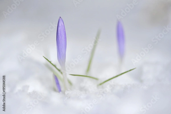 Obraz Krokus im Schnee