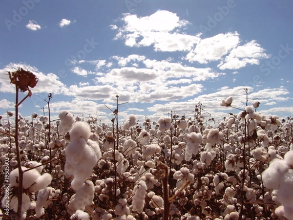 Fototapeta Lavoura de Algodão