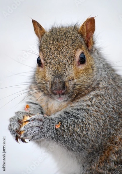 Fototapeta Écureuil gris