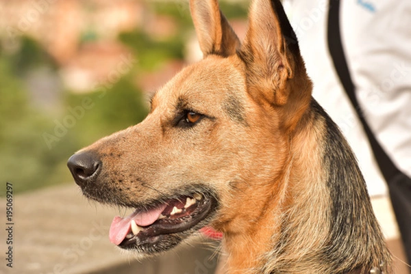 Fototapeta Portrait of a dog. German Shepherd dog for a walk.
