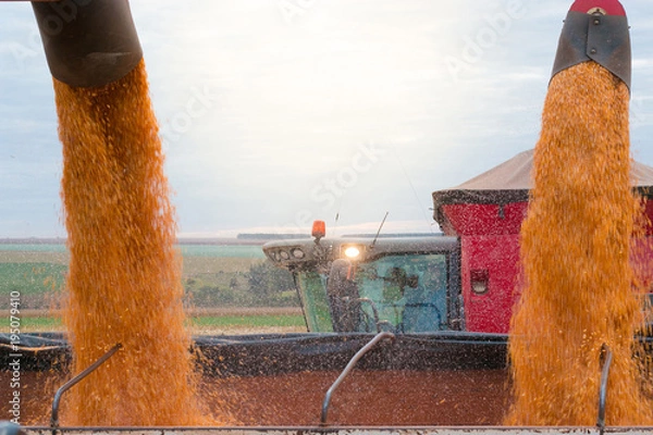 Obraz colheita milho