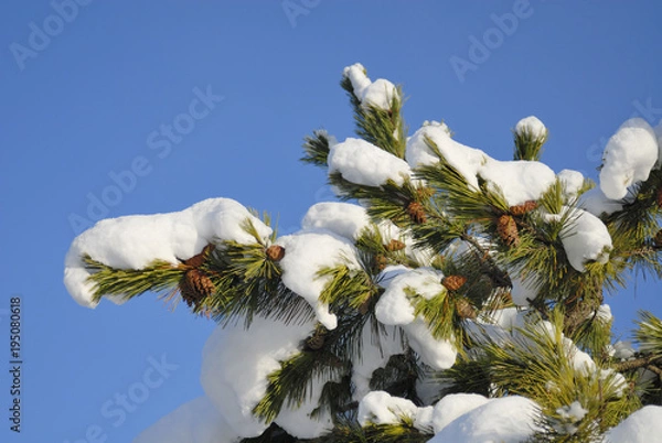 Obraz 松　松ぼっくり　雪　空　素材