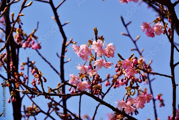 Obraz 四浦半島の河津桜