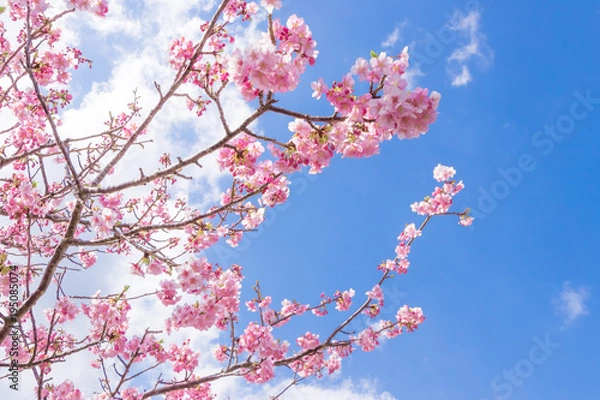 Fototapeta 美しい河津桜