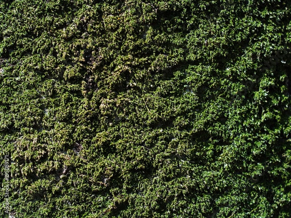 Fototapeta 緑の苔