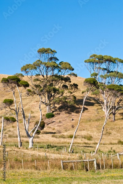 Obraz Eucalyptus and melaleuca trees on hill