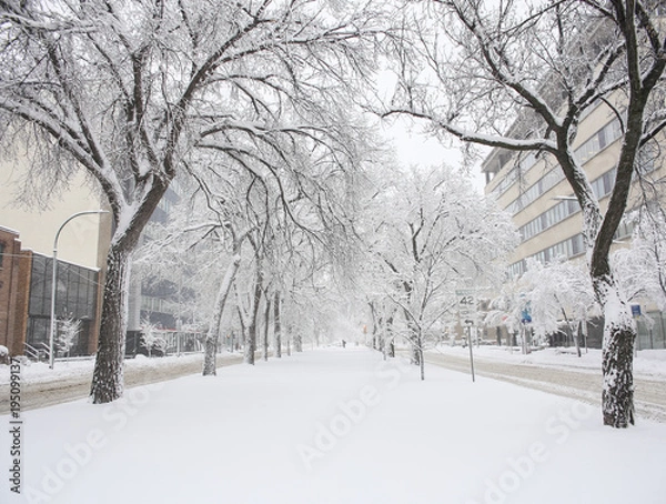Obraz sidewalk with snow trees