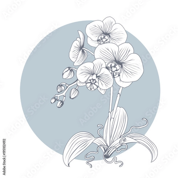 Obraz Hand drawn sketch orchid flower. Phalaenopsis contour image. Black and white with line art illustration.