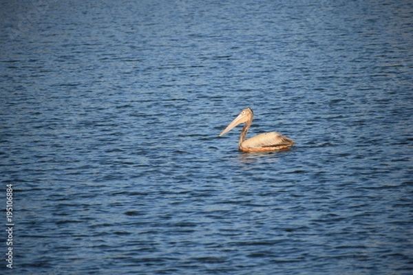 Obraz Swimming Pelican 