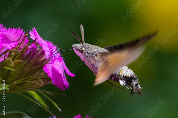 Fototapeta Macroglossum stellatarum, Hummingbird hawk-moth