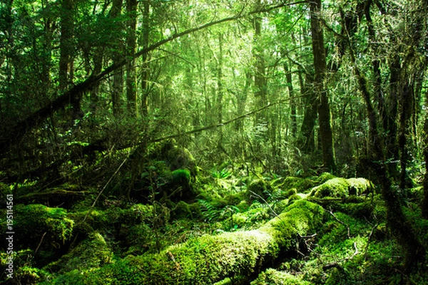 Fototapeta ジャングル