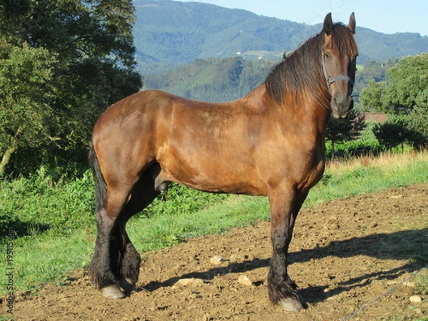 Obraz cavallo