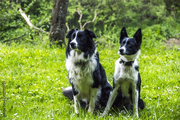 Obraz two border collies