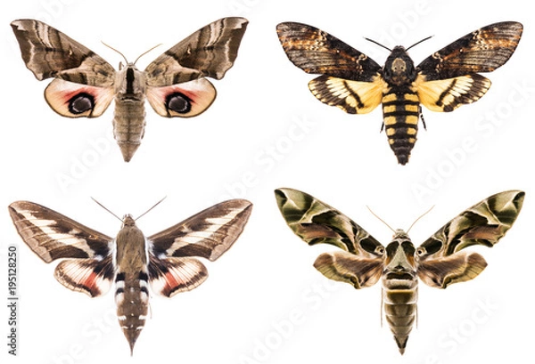 Obraz Zestaw czterech jastrzębiowatych Sphingidae