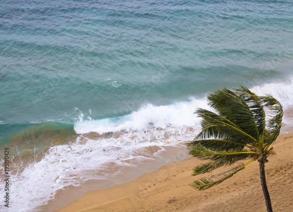 Fototapeta Waves Break on Windy Beach with Palm Tree