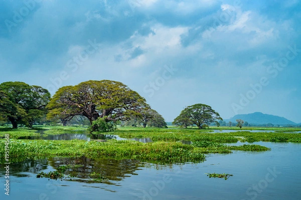 Fototapeta Scenic view of tropical lake with trees in water