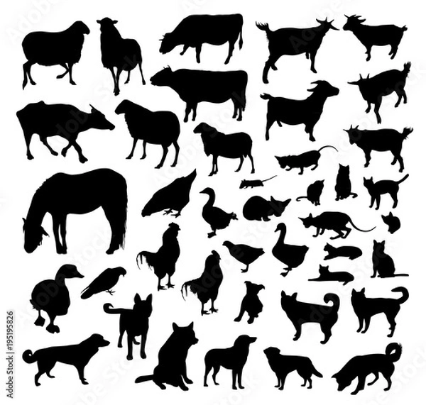 Obraz Farm animals vector silhouettes