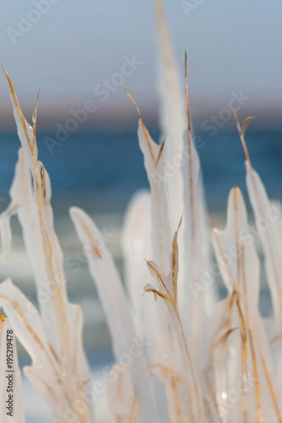 Obraz Schilfhalme im Eismantel