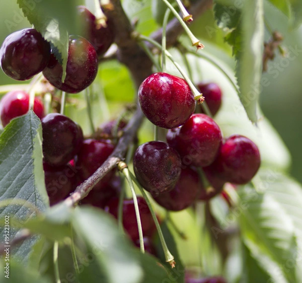 Obraz Ready to Pluck