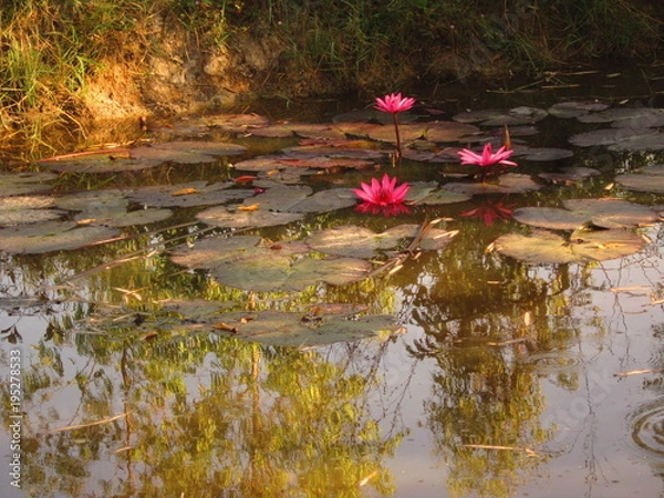 Obraz Three lotus flowers (B)