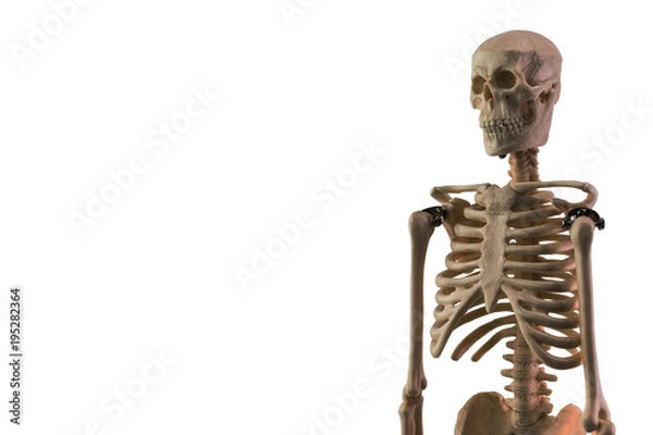Fototapeta White skeleton model isolated on white background