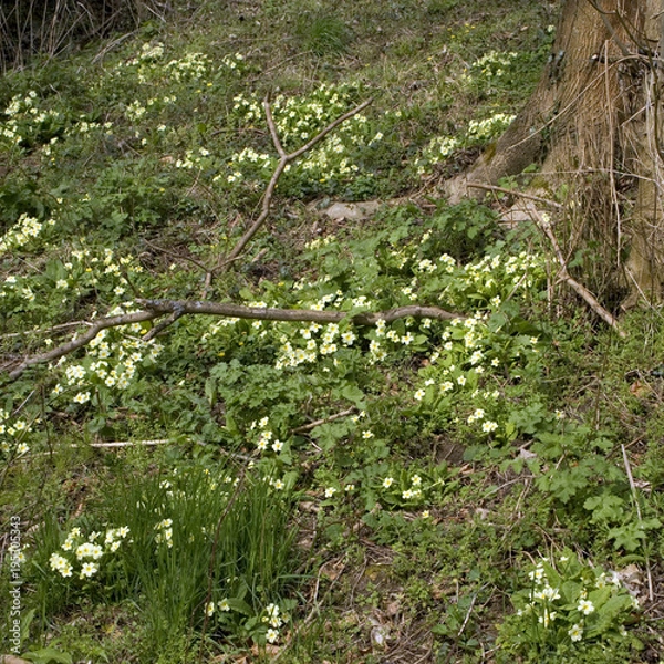 Obraz Woodland primrose carpet spring scene