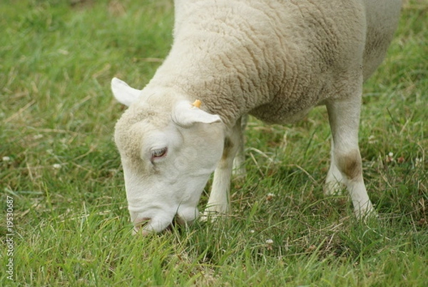 Fototapeta mouton