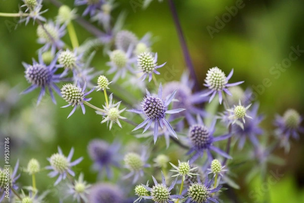 Fototapeta Echinops bannaticus