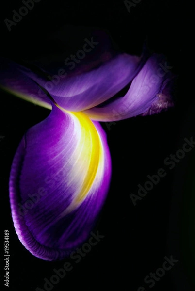 Obraz Beautiful Iris flower on black background