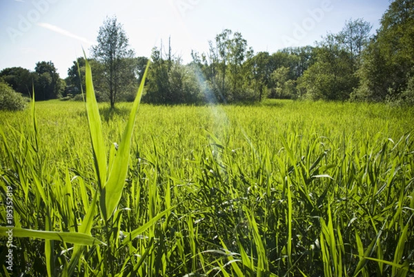 Fototapeta Green field