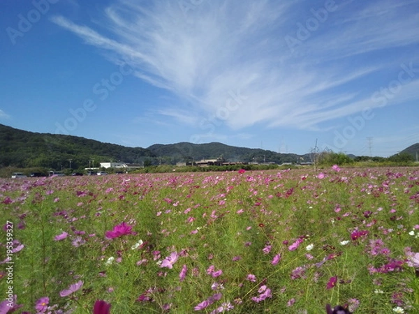 Fototapeta コスモス　こすもす　コスモス畑　秋
