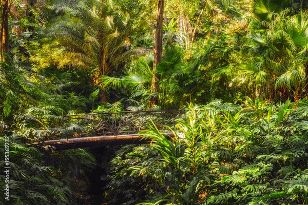 Fototapeta the bridge in the lush forest