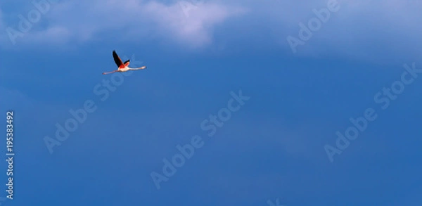 Fototapeta Flamingo birds crossing the sky from side to side. The birds fly in formation. Their wings are black pink and white. The guild the air on their migration to Africa or Europe.