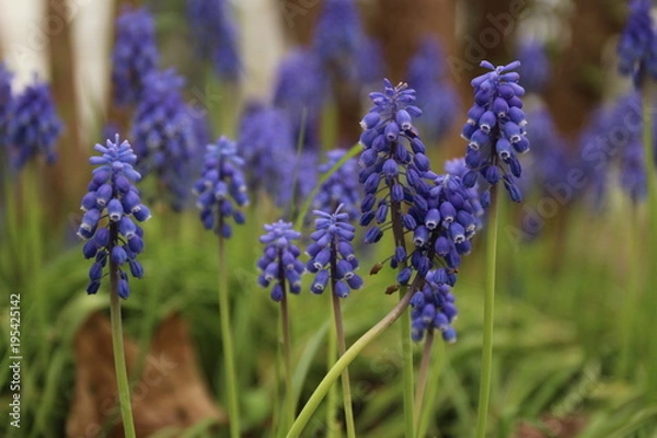 Fototapeta ムスカリ
