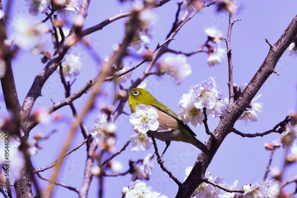 Fototapeta メジロ